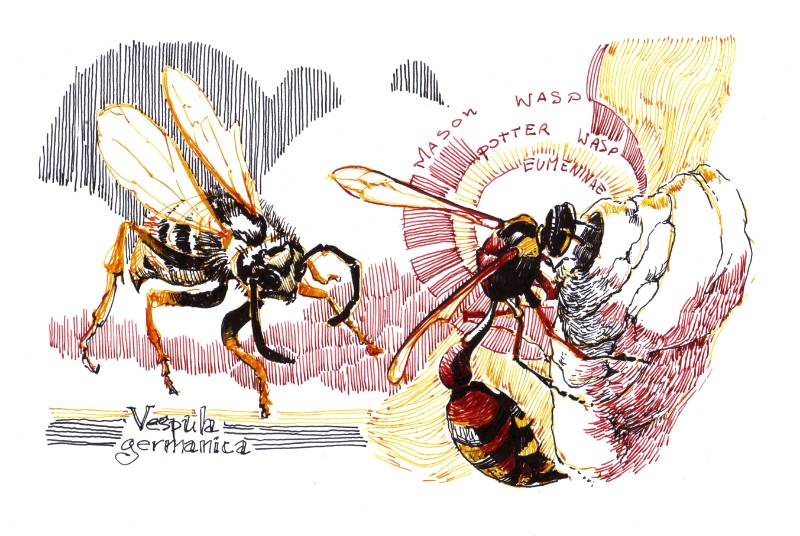 wasp by Verdundegast (Pen)