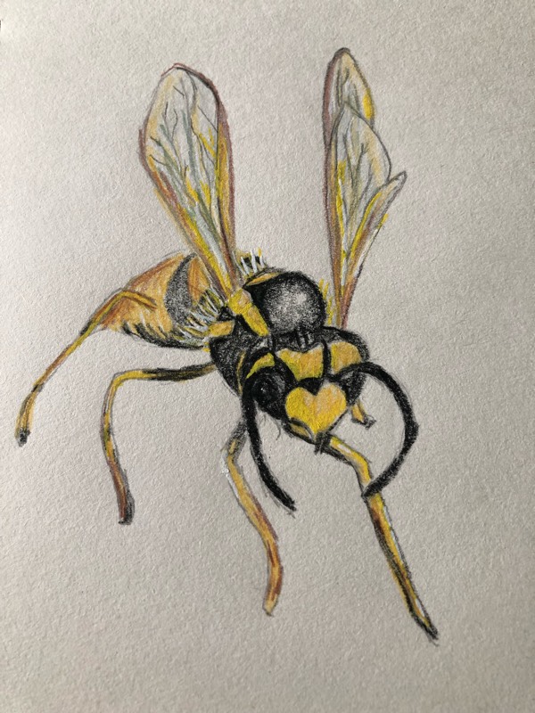 wasp by Heathersh427 (Pencil, Markers, Acrylic paint, Colored pencil)