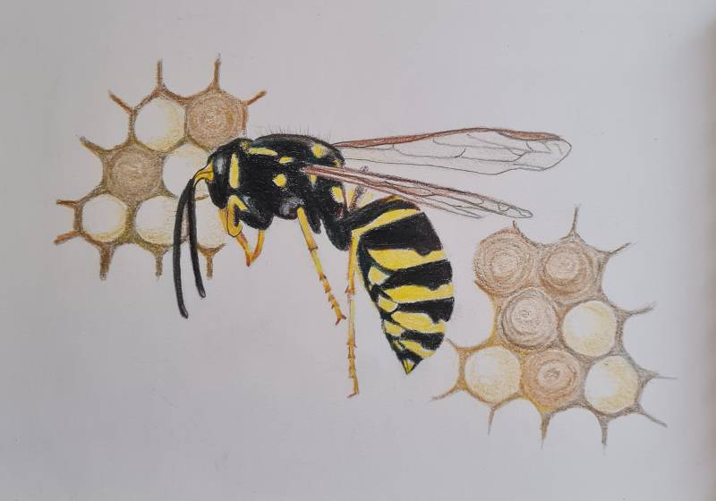 wasp by JustaDot (Colored pencil)