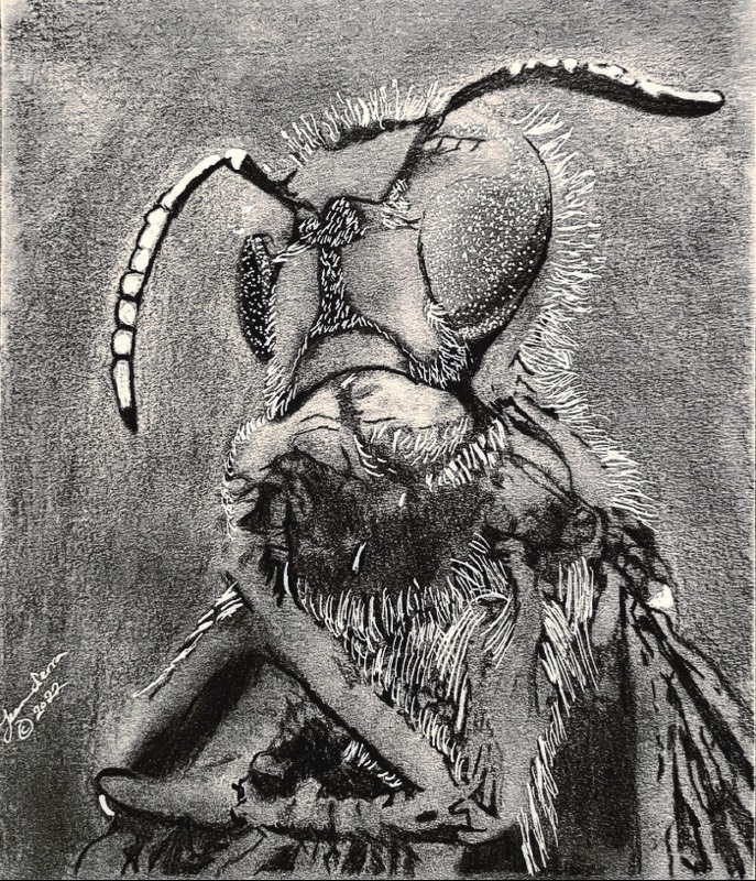 wasp by love_art_91 (Pencil, Ink)