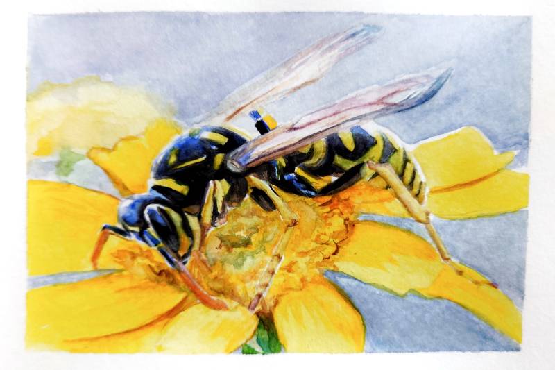wasp by meidraws (Watercolor)