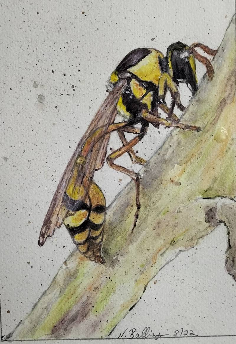 wasp by nikki69 (Pencil, Watercolor, Colored pencil)
