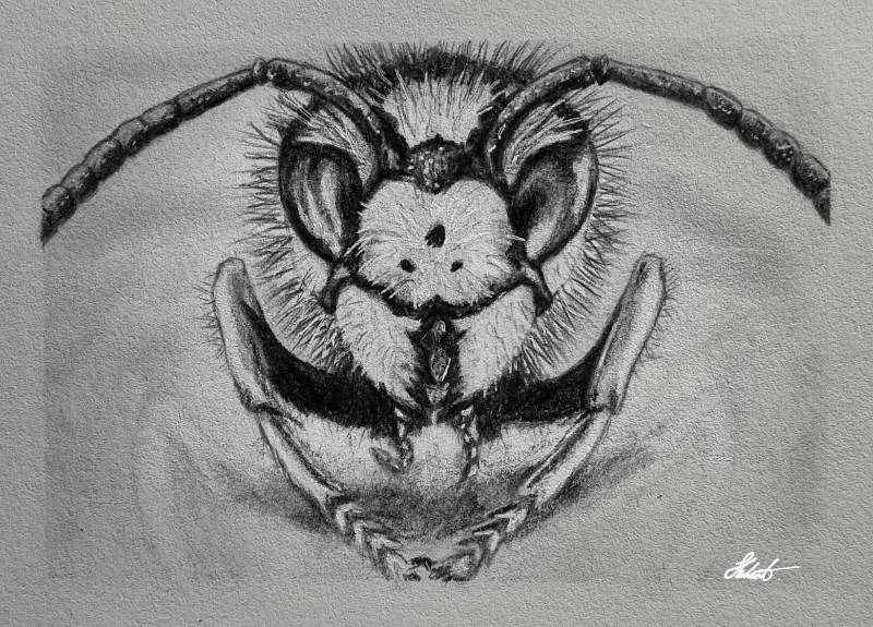 Wasp drawings