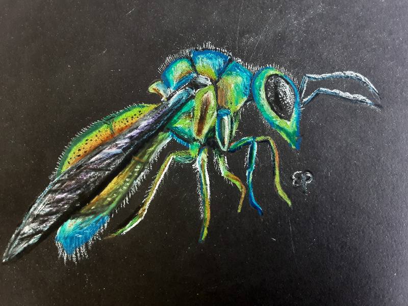 wasp by GyrfalconArt (Colored pencil)