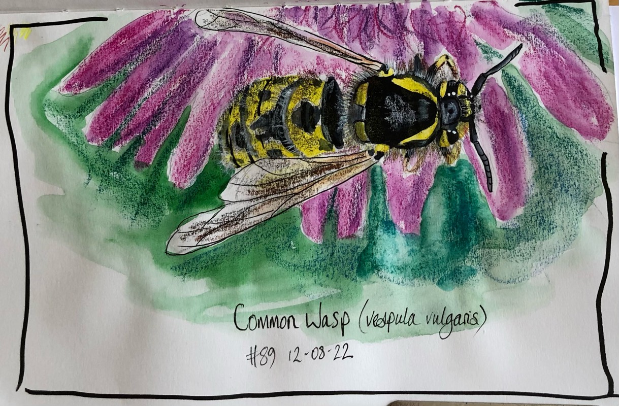 wasp by 1WomanAndHerPen (Pen, Soft pastel)