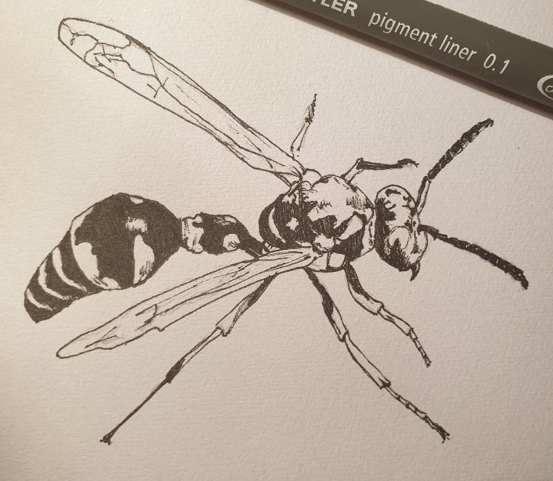 wasp by Magae (Ink)