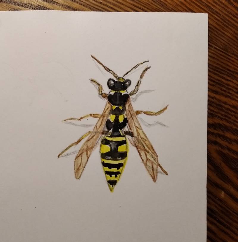 wasp by tanko_yo (Watercolor)