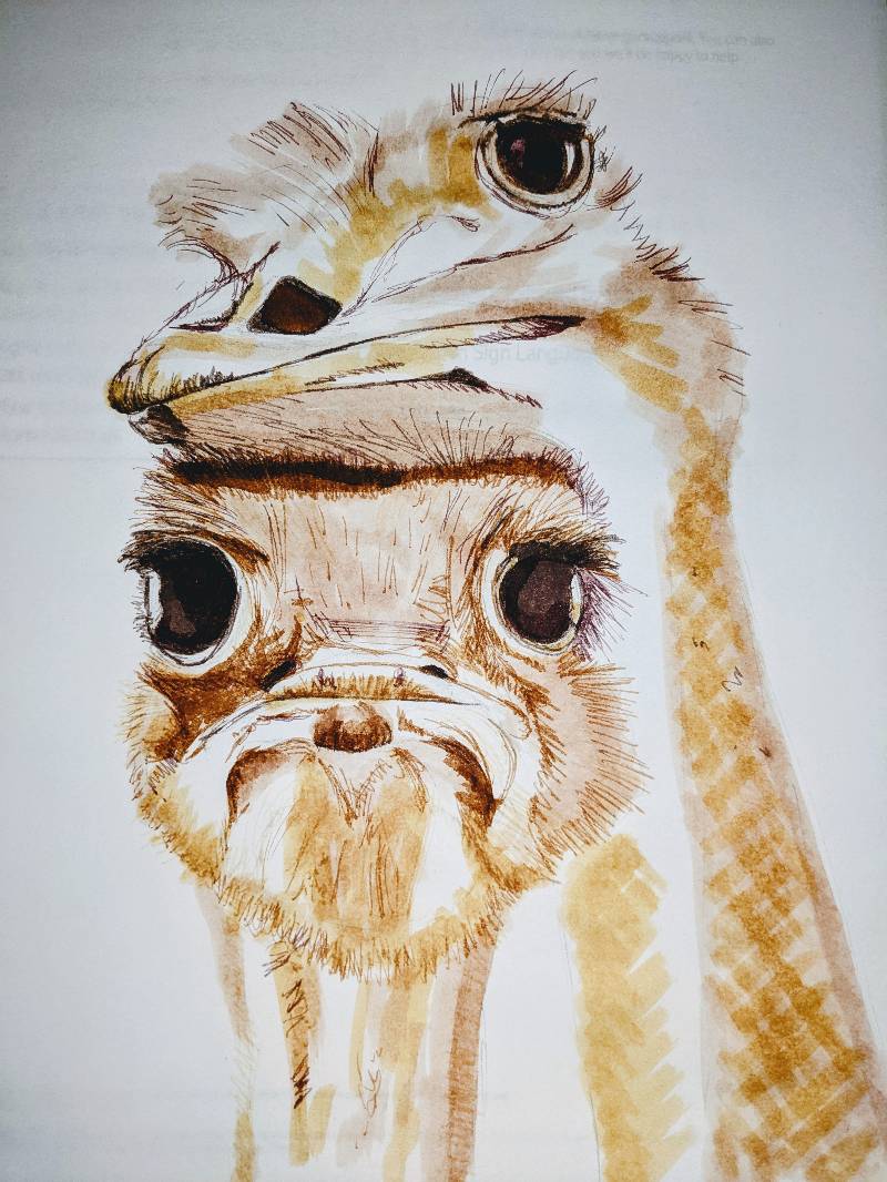 ostrich by salopia (Markers)
