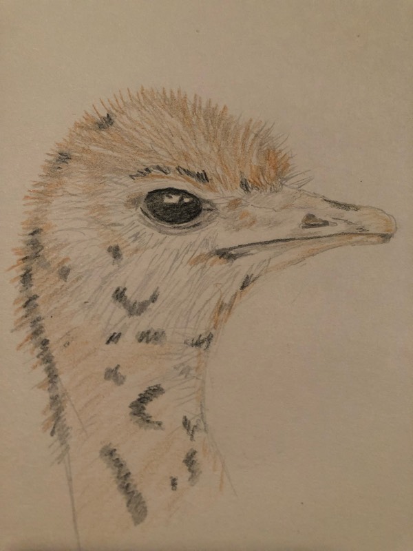 ostrich by Heathersh427 (Pencil, Colored pencil)