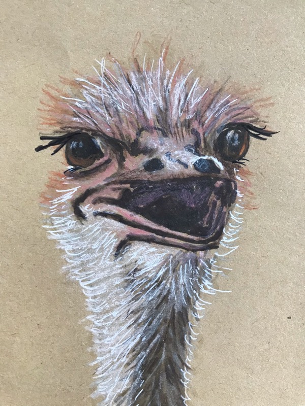 ostrich by aaart (Pencil, Ink, Markers, Colored pencil)