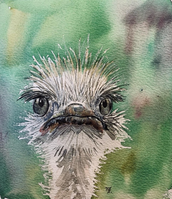 ostrich by fairlawnbj (Watercolor, Pen)