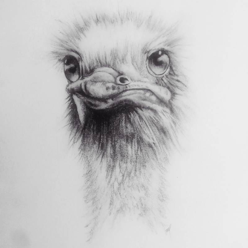 ostrich by mililite (Pencil)
