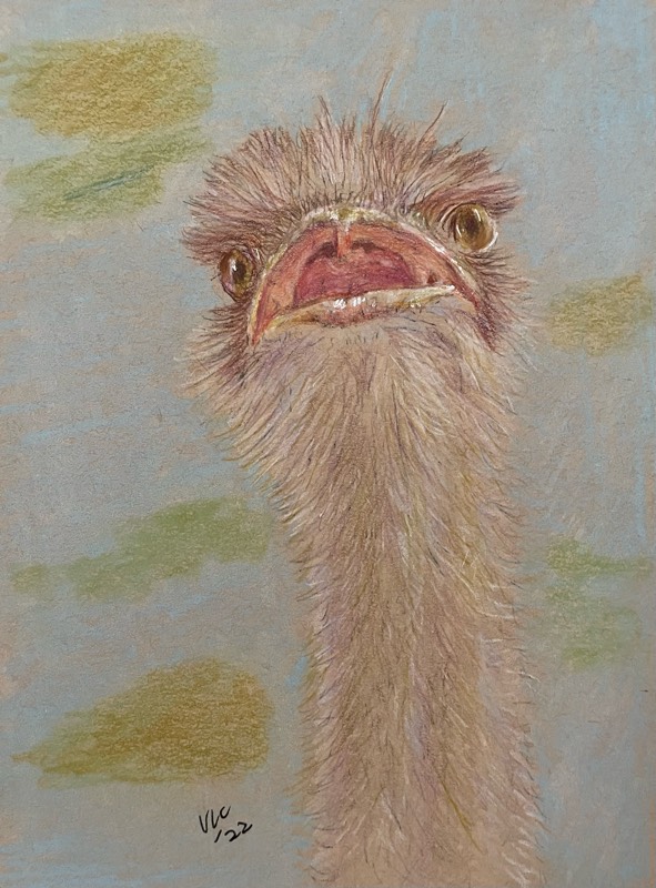 ostrich by Songli5 (Pencil, Pen, Colored pencil)