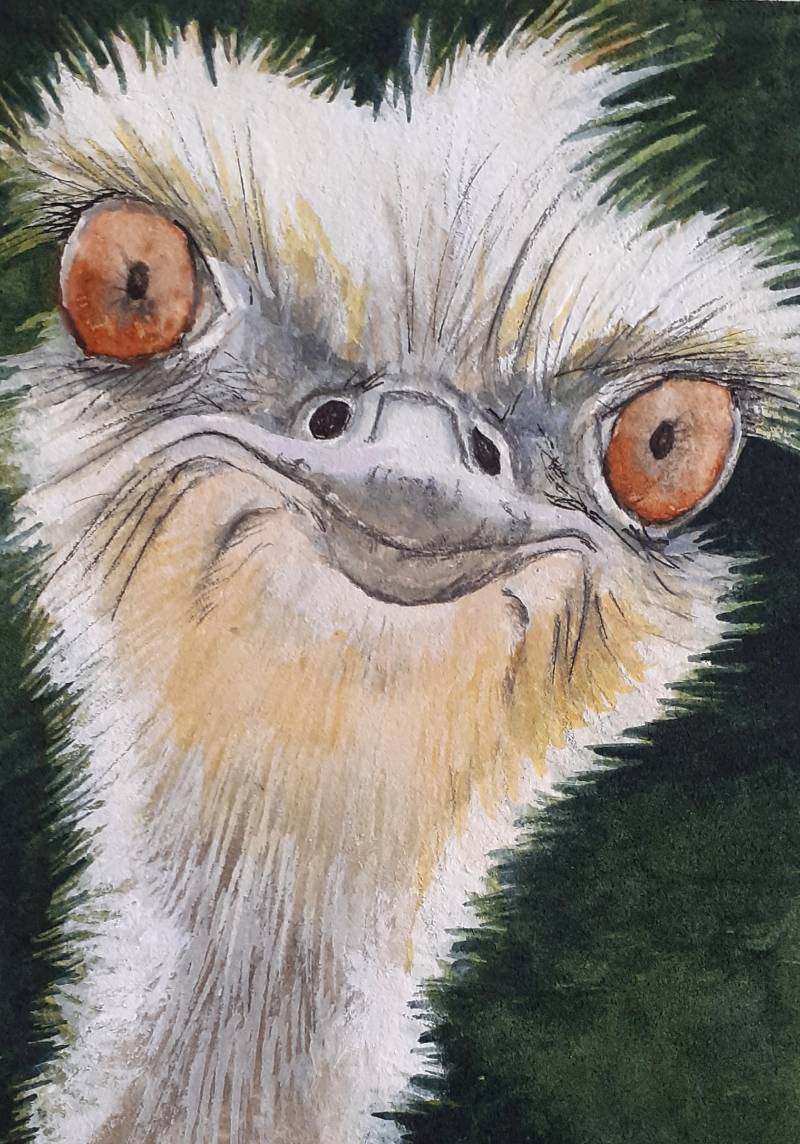 ostrich by Juliapinksocks (Watercolor, Pen, Gouache)