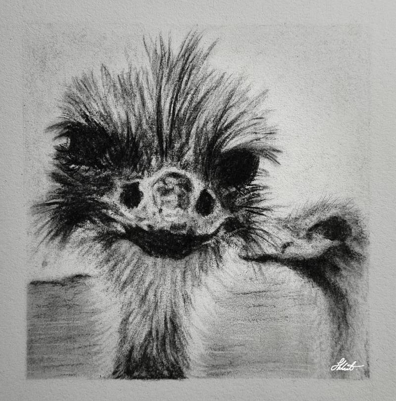 ostrich by Jesseeker44 (Charcoal, Pencil)