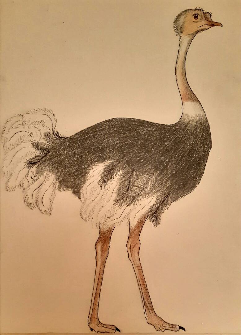 ostrich by Camelia_ (Pen, Pencil, Colored pencil)