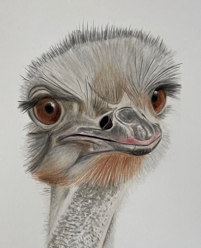 Ostrich drawings