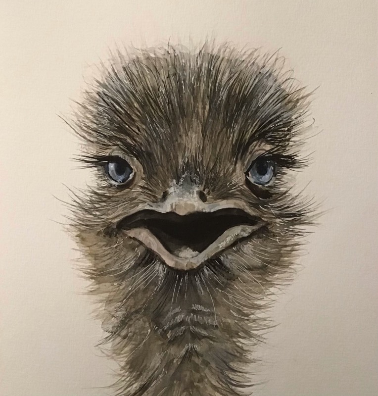 ostrich by Sally (Watercolor)