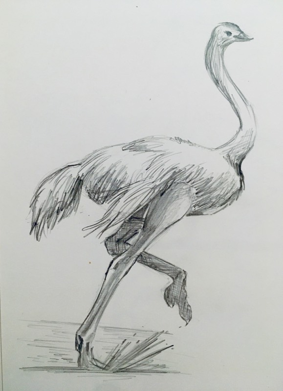 ostrich by Tysoner (Pencil)