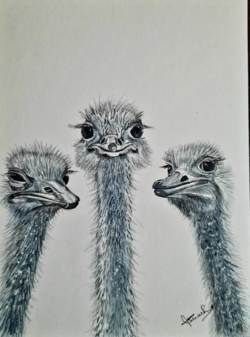 ostrich by suneasha (Pen, Markers, Colored pencil, Pencil, Ink)
