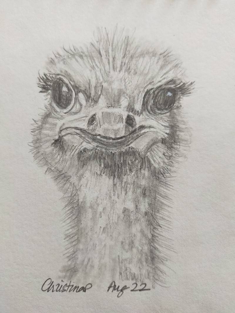 ostrich by Chrissywissy (Pencil)