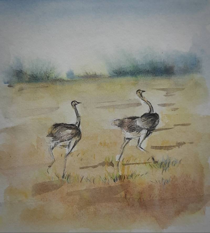 ostrich by Niru (Watercolor, Colored pencil, Pen)