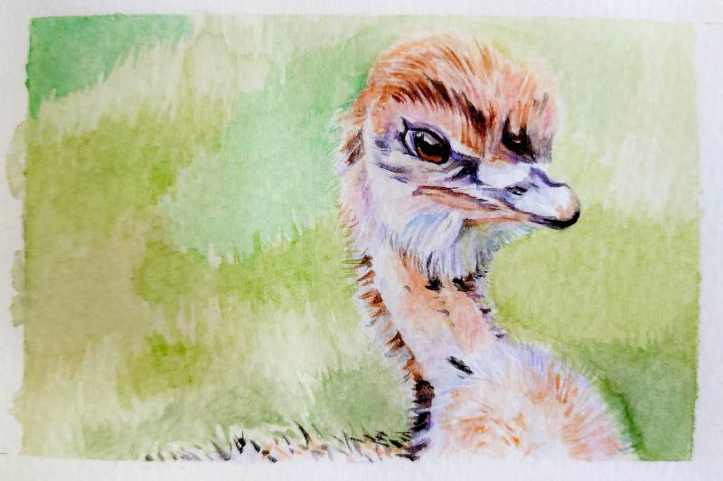 ostrich by meidraws (Watercolor)