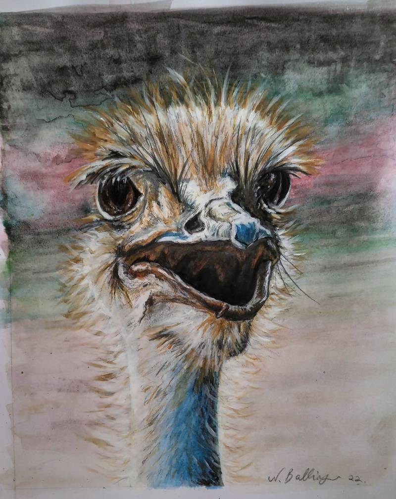 ostrich by nikki69 (Pencil, Watercolor)