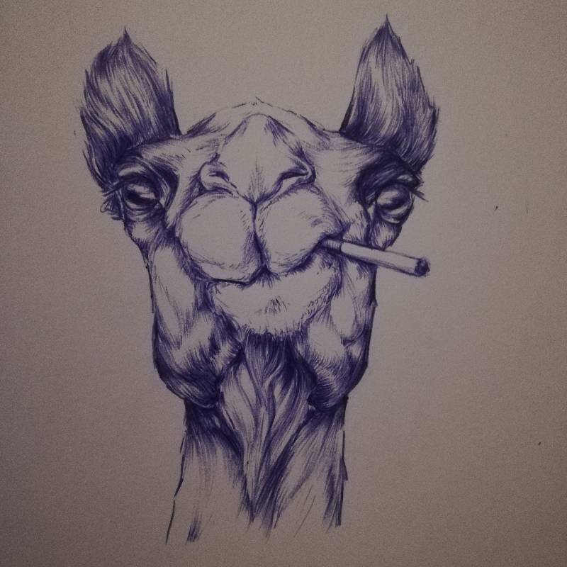 camel by PenjaminFranklin 