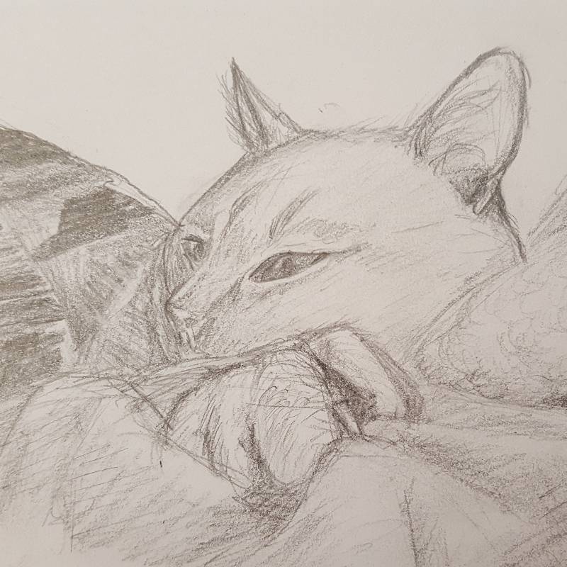 cat by baylee32 (Pencil)