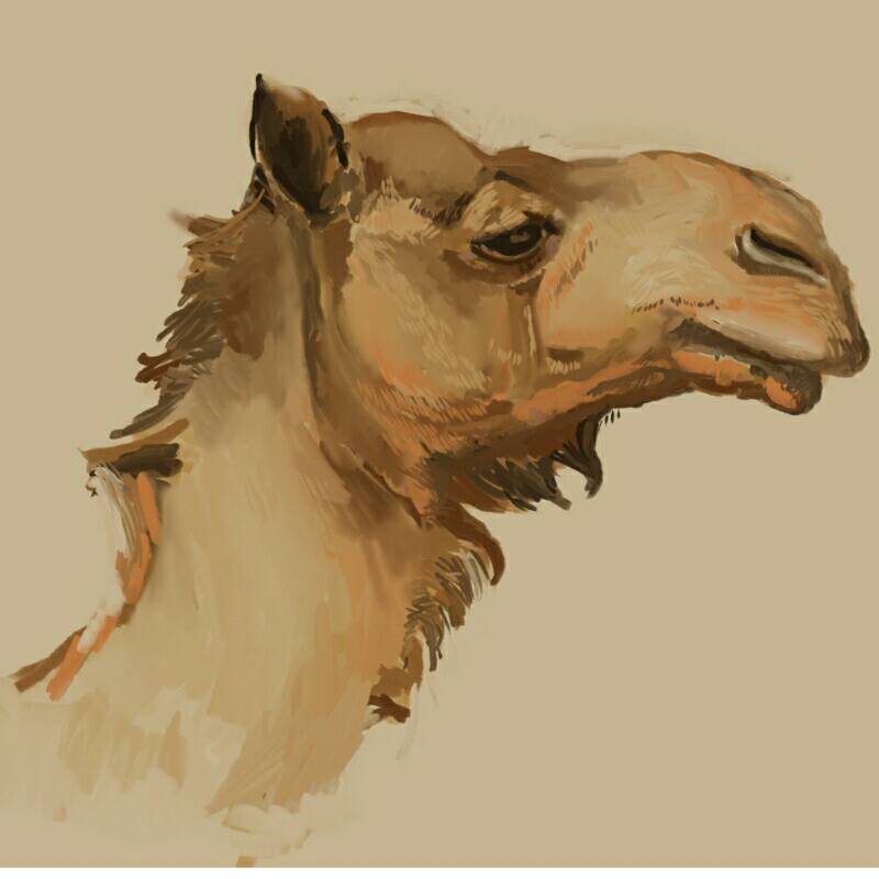 camel by AmyLB 