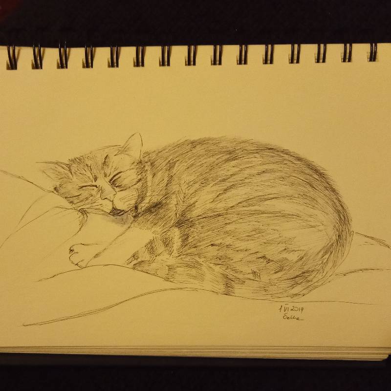cat by Oelka (Pencil, Pen)