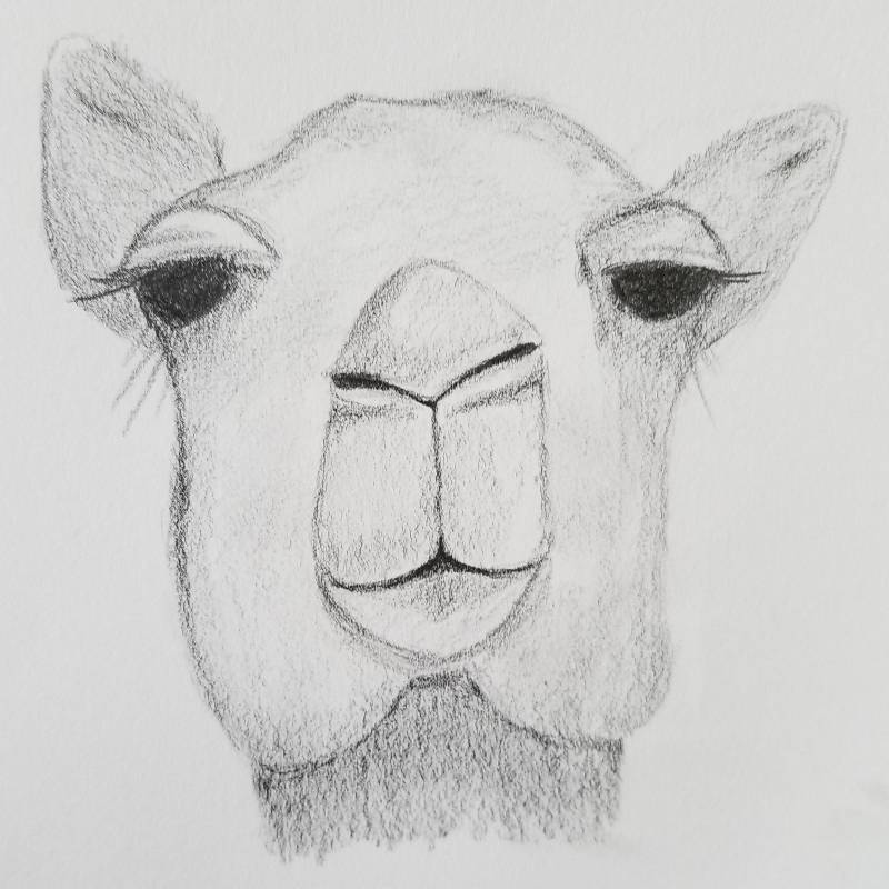 camel by Jen (Pencil)