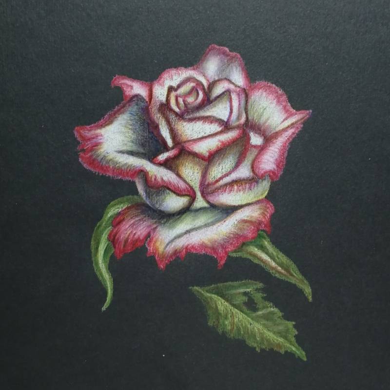 rose by Katerina_ (Colored pencil)