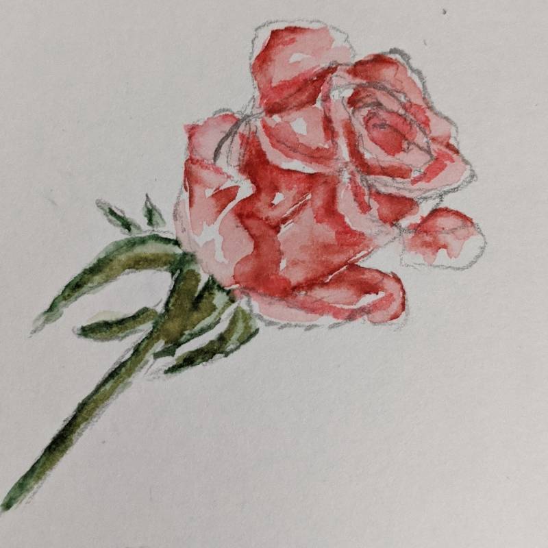 rose by Indyed (Watercolor, Pen)