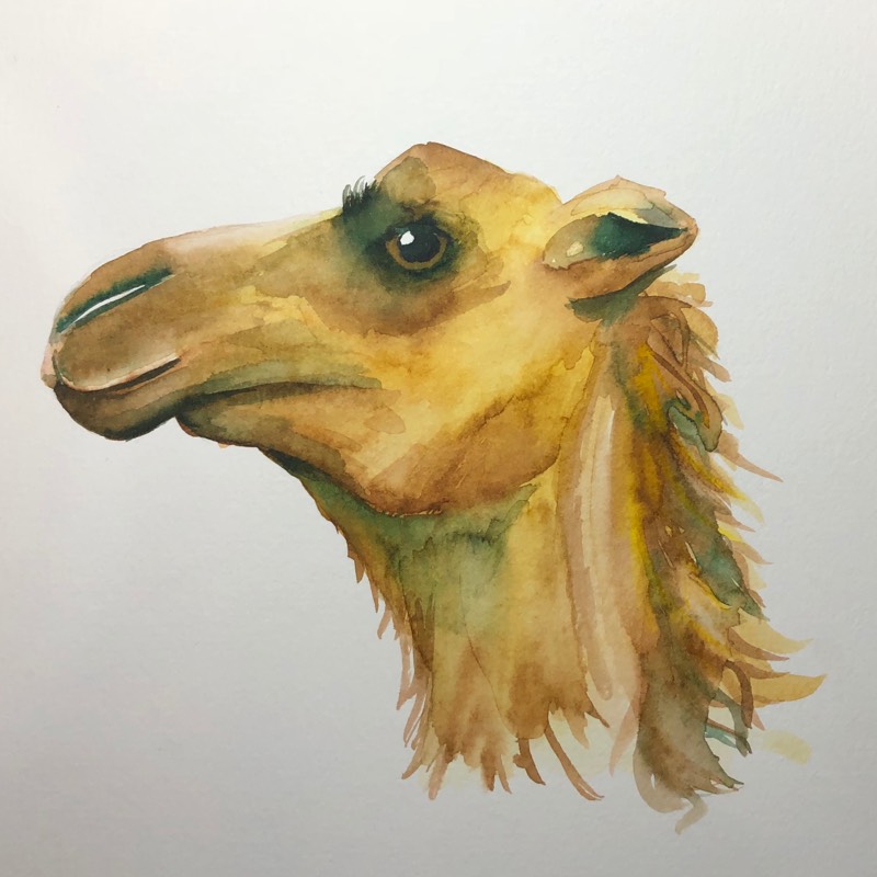 camel by ayashi (Watercolor)