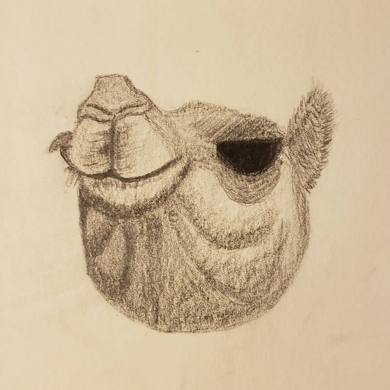 camel by wolfikyartz (Pencil)