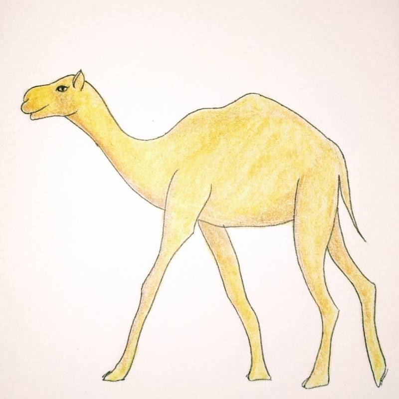camel by Qui (Pen, Ink, Colored pencil)