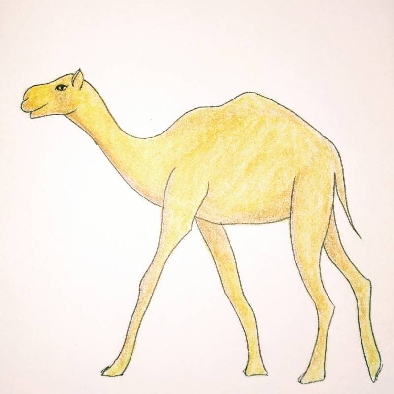 How to Draw a Camel