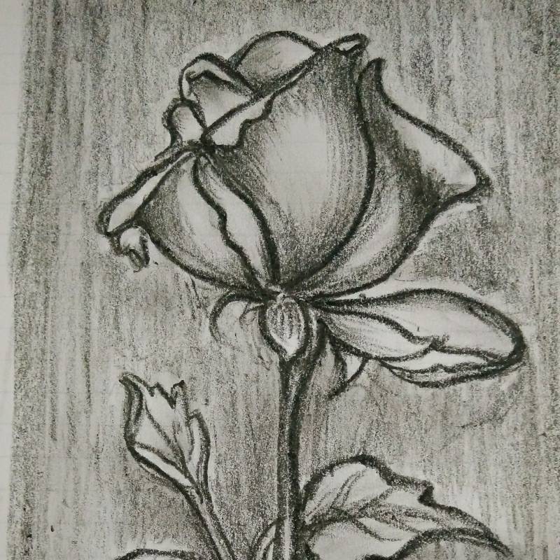 rose by awsam (Oil pastel)