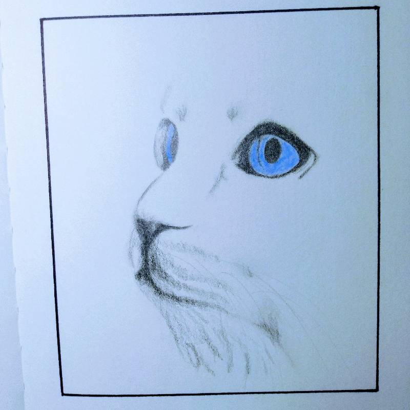cat by Qui (Pencil, Colored pencil)