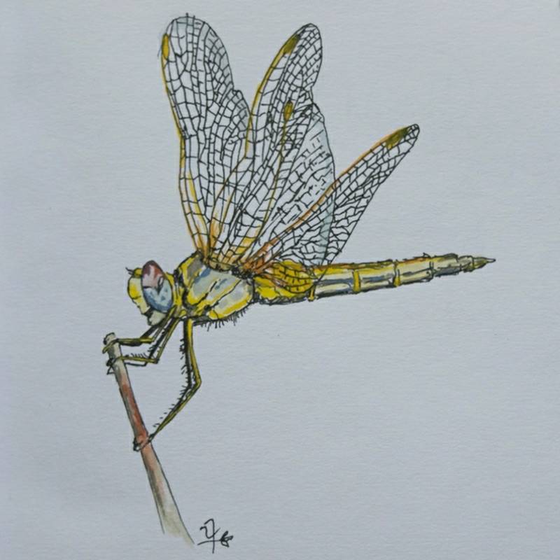 dragon by sparrowcreative (Pen, Watercolor, Ink)