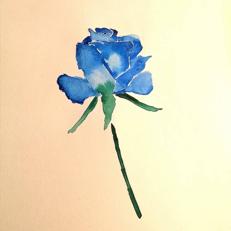 rose by Bara (Pencil, Watercolor)