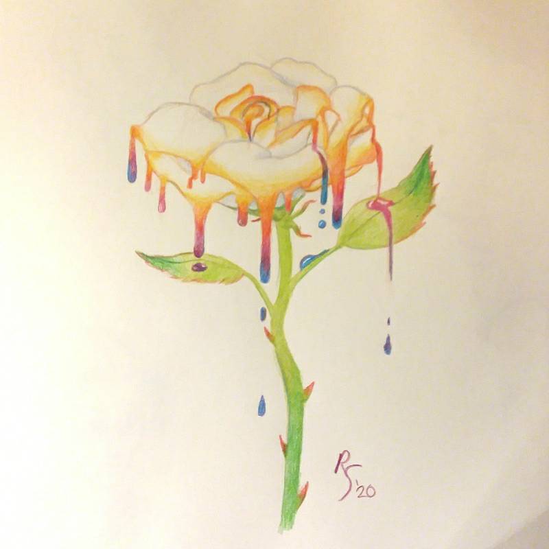 rose by Stellra (Colored pencil)