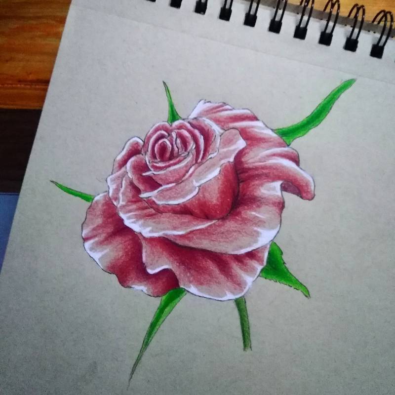 rose by mikrook (Colored pencil, Soft pastel, Ink)