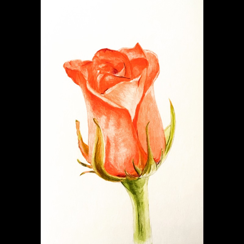rose by salopia (Colored pencil)