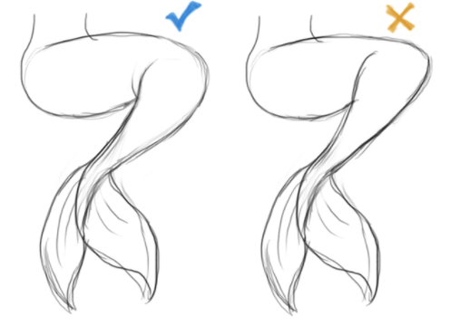 mermaid tail anatomy